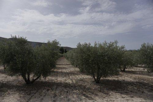 Terreno rural en Elda. Zona Jaud